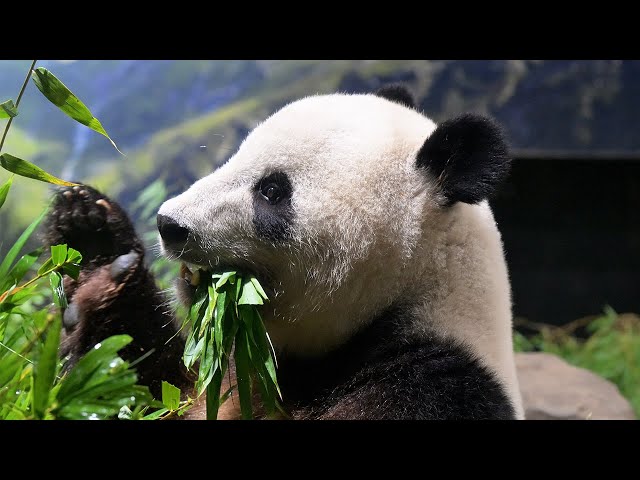 2025.08.11 今日のパンダ（3920日目）[8K] - YouTube