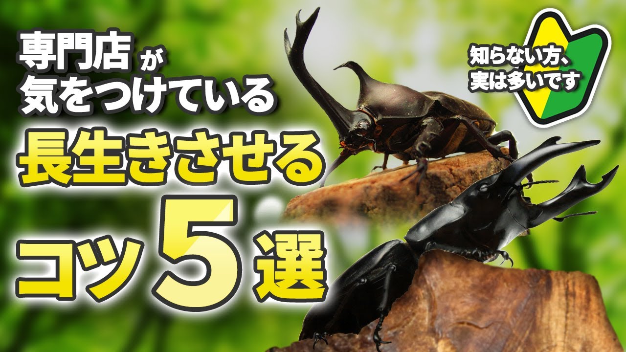 クワガタ・カブトムシの基本的な飼育方法を紹介！ オオクワガタ販売
