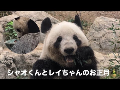 お正月のシャオくんとレイちゃん 2025.01.03【レイレイ/シャオシャオ