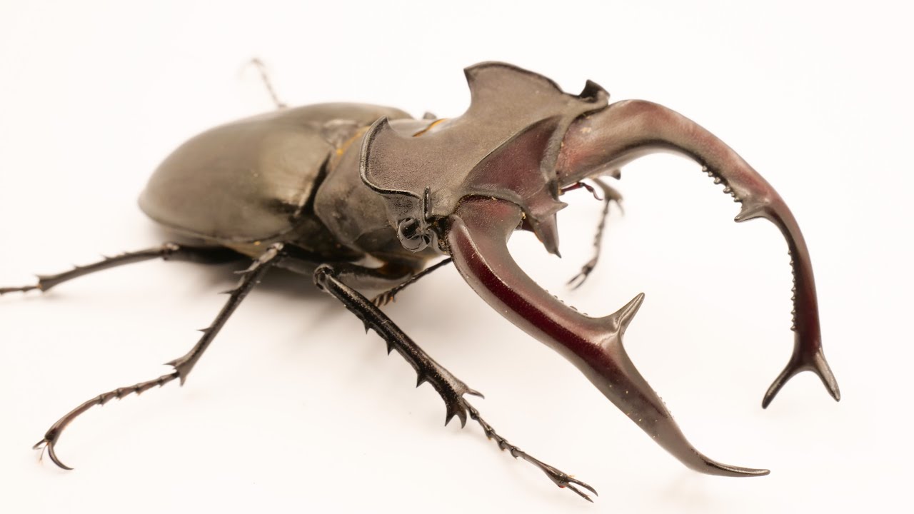 トルコに住んでいるユダイクスミヤマの産卵セットを組みました！ - YouTube