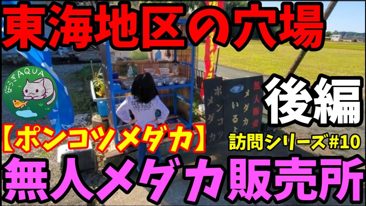 A hidden gem in the Tokai region! Visit to an unmanned medaka