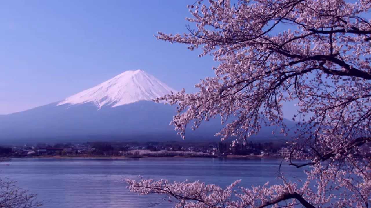 桜と富士山 〜日本花旅 河口湖畔 Cherry blossoms & Mt.Fuji〜4K - YouTube