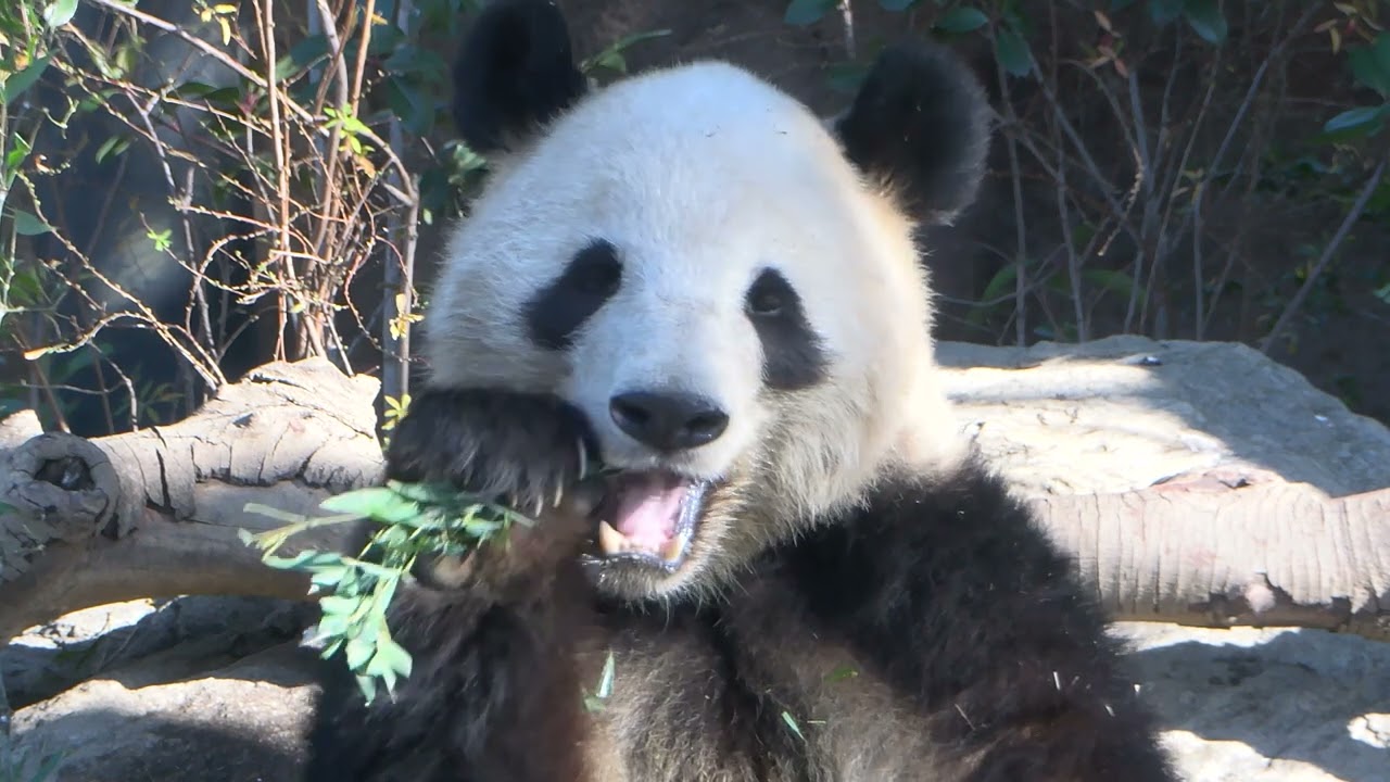 ジャイアントパンダのようす 2025年01月20日撮影 - YouTube