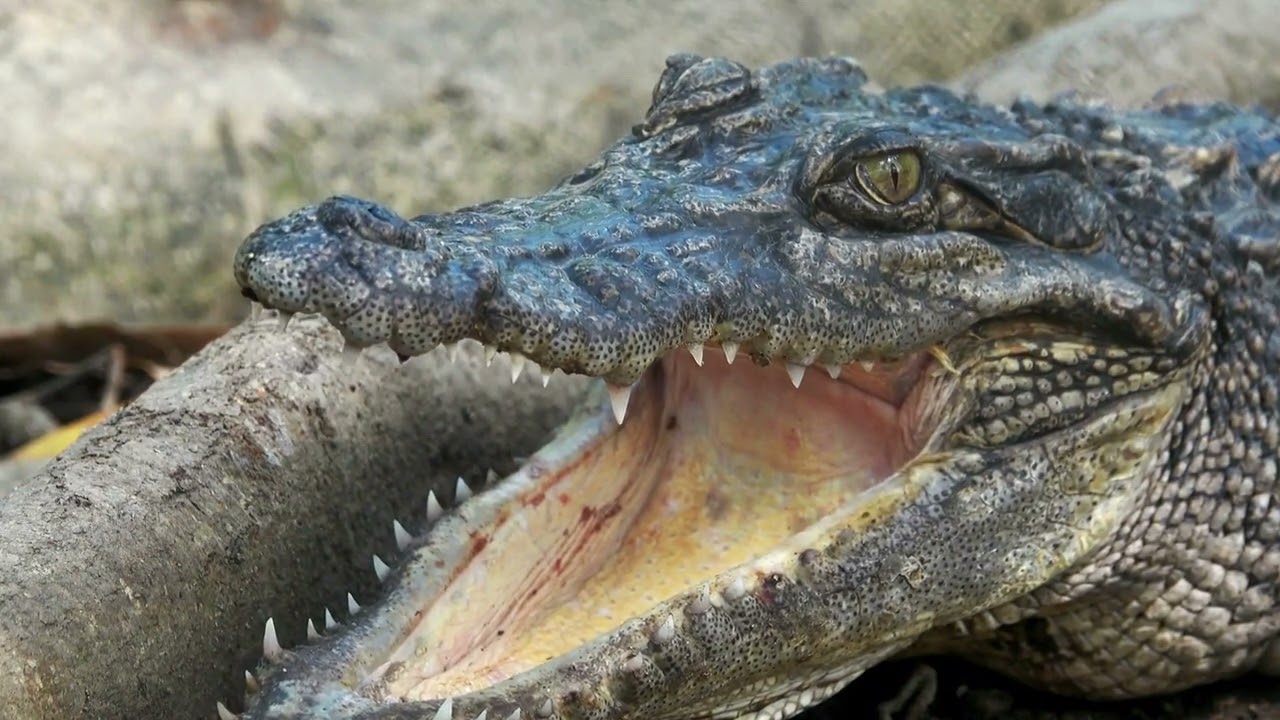 Crocodile Tongues: A Deceptive Tool - YouTube