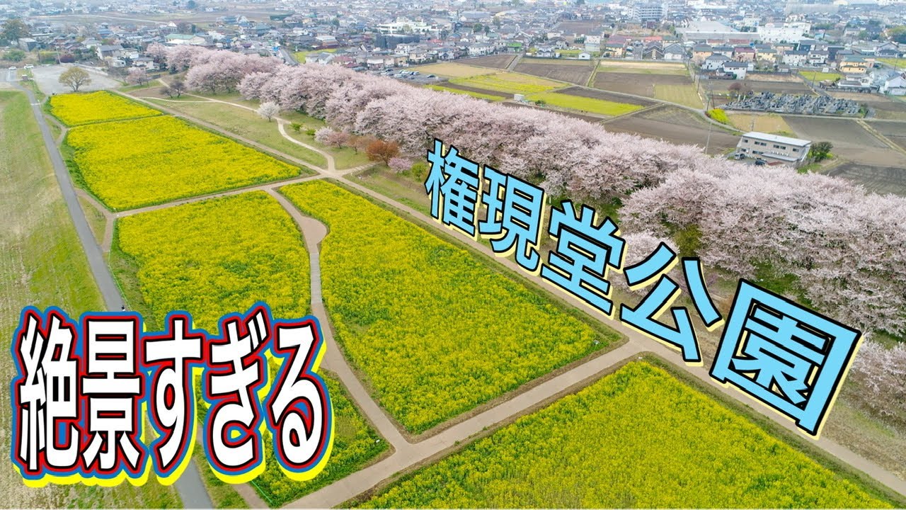 権現堂公園 桜と菜の花 「埼玉県幸手市」ドローン男子空撮4k drone