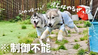 Running Crazy] Husky brothers run like crazy out of joy at meeting