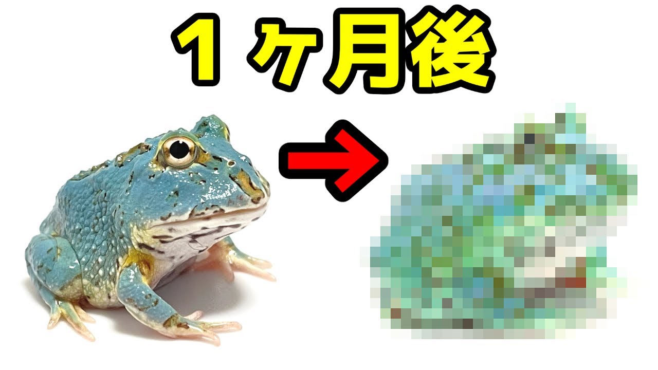 The latest color of Cranwell's frog. A month later - YouTube