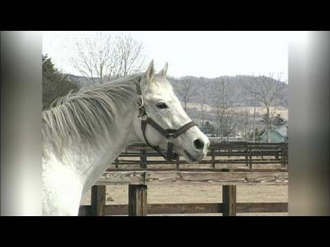 アイドルホース」名馬オグリキャップ死す（10/07/03） - YouTube
