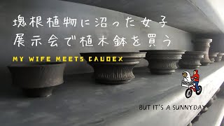 塊根植物に沼った女子が展示会で植木鉢を買う 小野瀬一さん陶器鉢展示