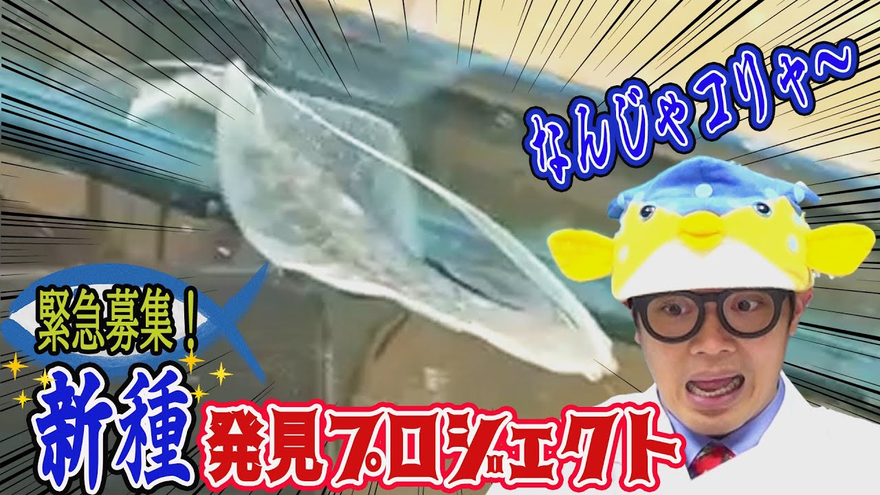 What is this rare fish?] Please contact us! Let's discover new