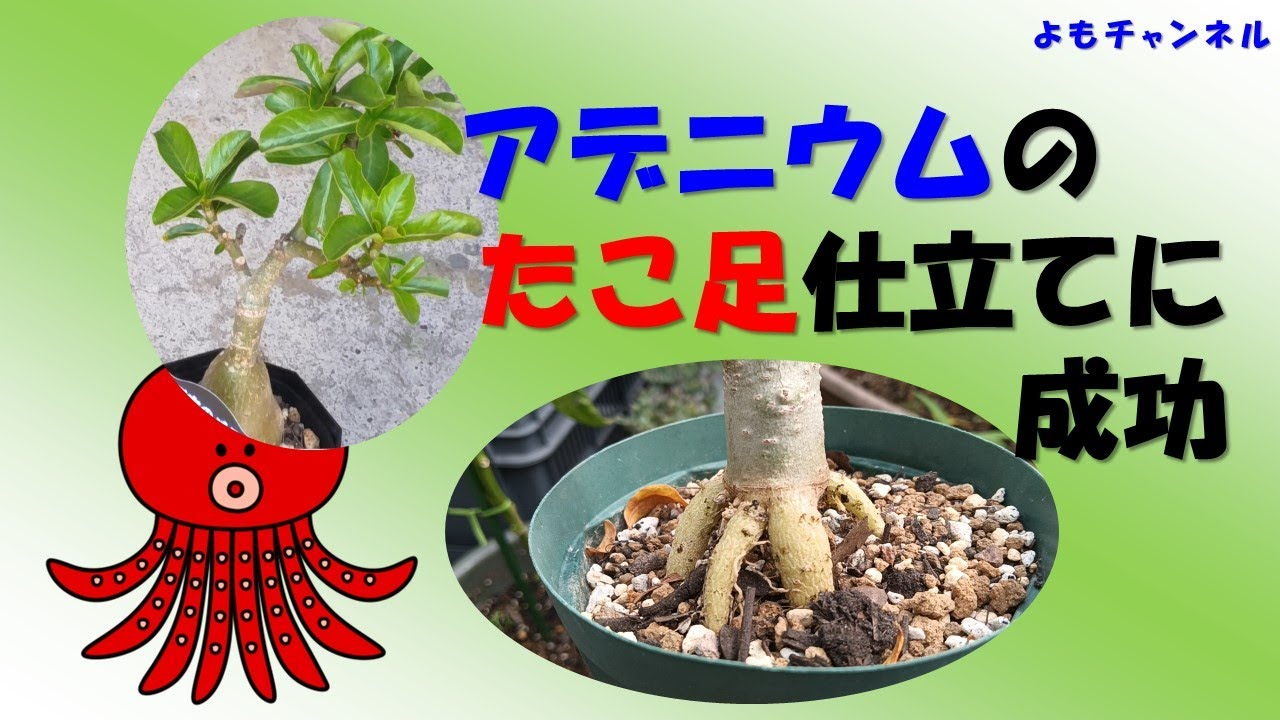 アデニウムのタコ足仕立てに成功 - YouTube