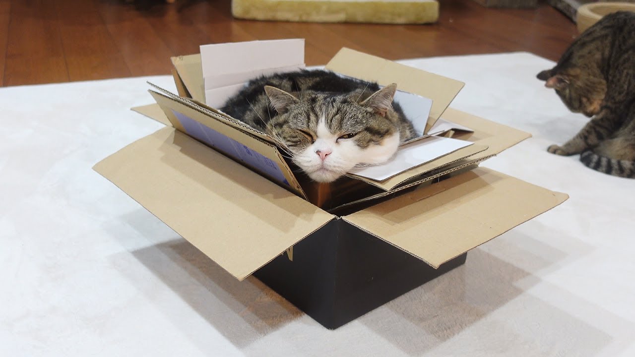 豪華4段重ねの箱で寛ぐねこ。-Gorgeous four tiered box and Maru