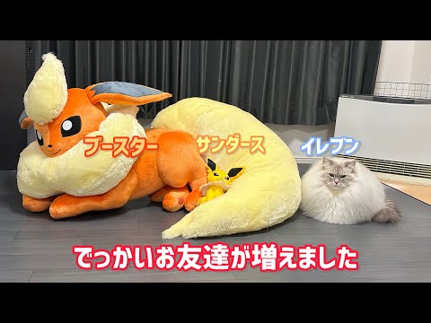 ポケモン等身大ブースター】でっかい友達が増えました - YouTube