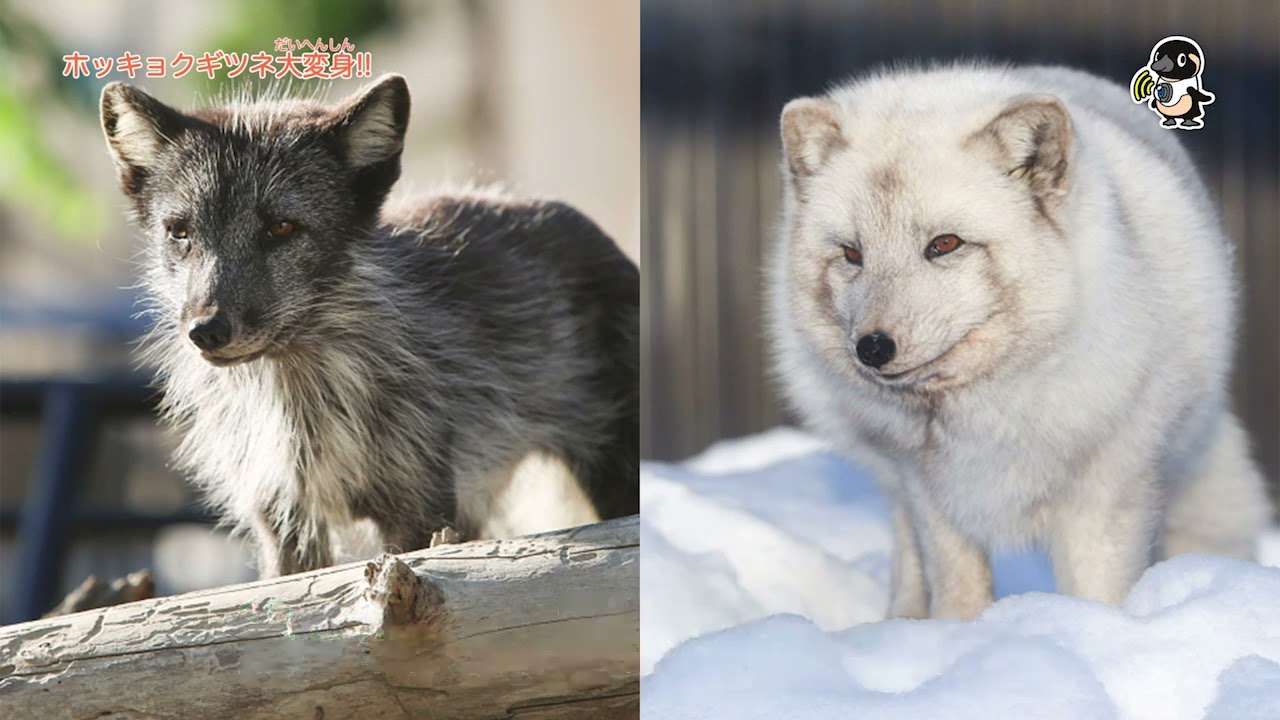 ライブズーがとらえた決定的瞬間 ホッキョクギツネ大変身!! - YouTube