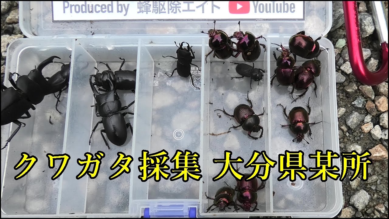 クワガタ樹液採集】大分県某所 2022-8 ｜夏の思い出シリーズ③ - YouTube