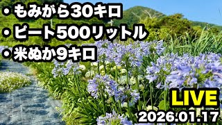◇【夢のアナベルロードへ🌱】 - YouTube