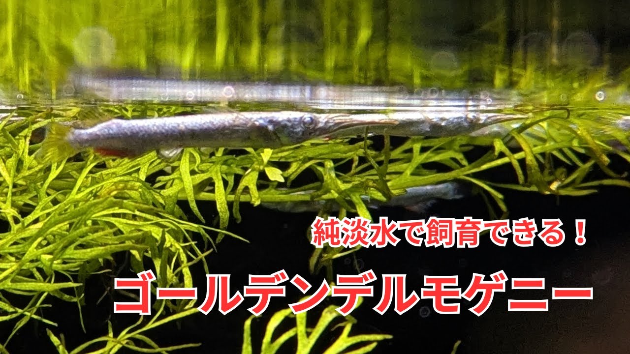 Introducing the Golden Delmogenii, a type of halfbeak that can be