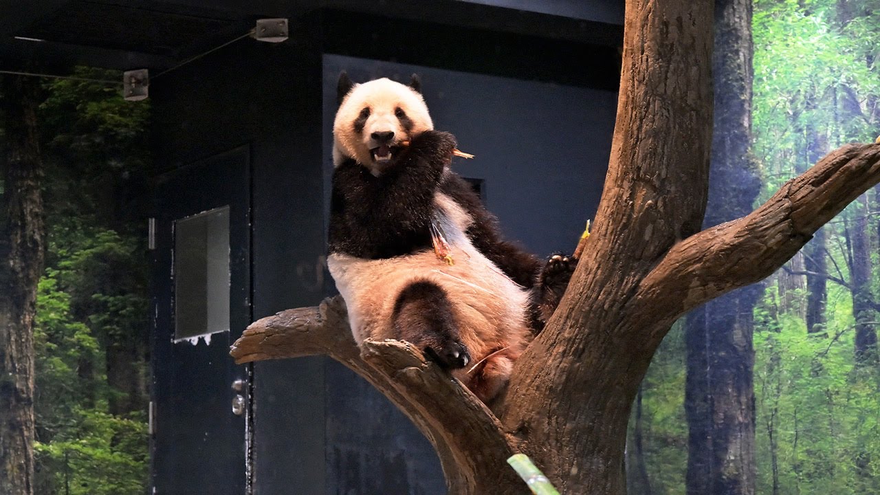 2025.06.25 今日のパンダ（3879日目）[8K] - YouTube