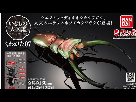 くわがた07』いきもの大図鑑 コンプリート開封動画 ガシャポン