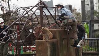 サル島での最後の捕獲20221121 - YouTube