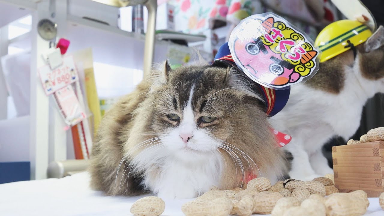 53 鬼は外だにゃ！「ふにゃ～り日和」 - YouTube