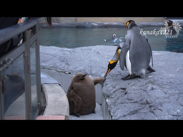 旭山動物園 キングペンギンヒナ51番-落とされたっ！ - YouTube