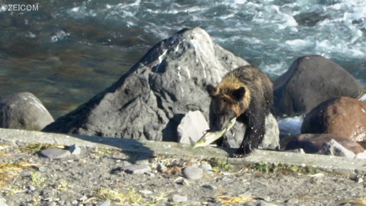 鮭を捕らえて歓喜するヒグマ(知床・北海道)/A brown bear rejoicing at