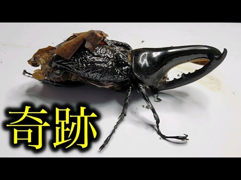 蛹の皮を被ったまま強く生き続けるヘラクレスオオカブト - YouTube