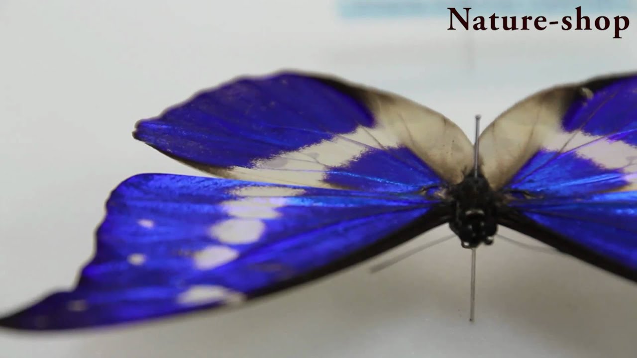 送料無料】ヘレナモルフォ , キーワード「モルフォ」 , 蝶の標本 販売