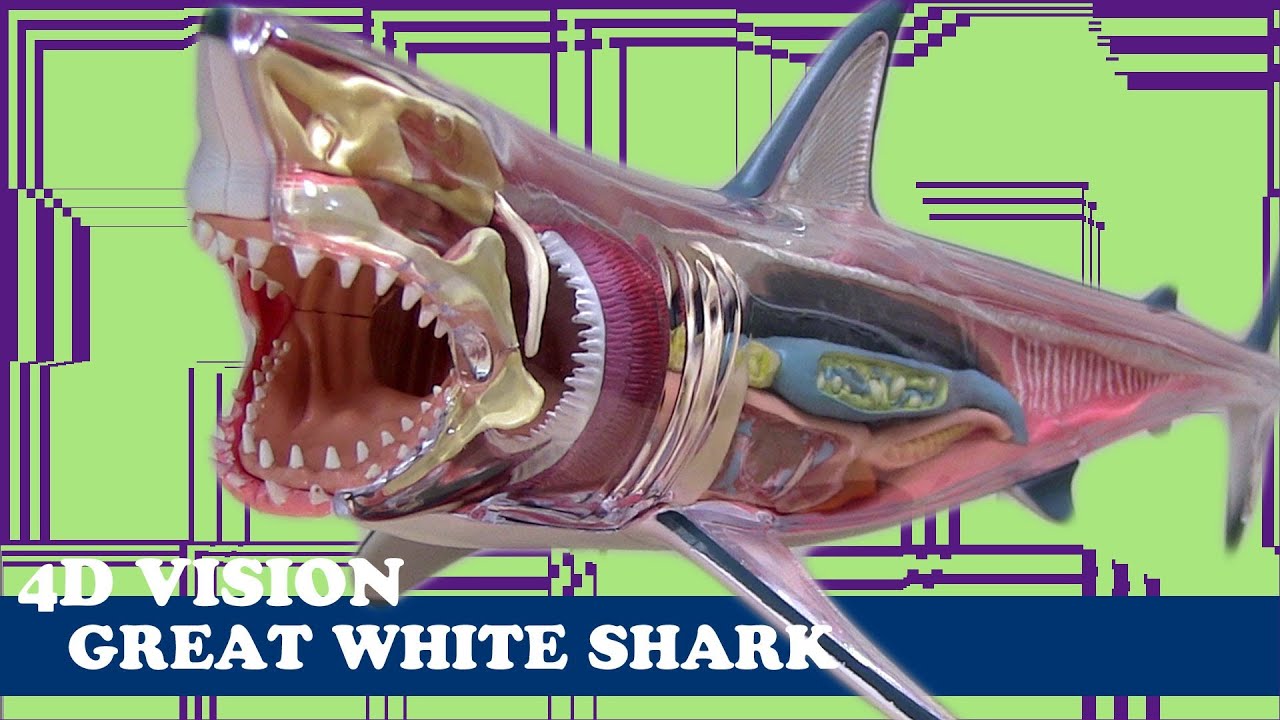 立体模型】4D VISION GREAT WHITE SHARKを作ってみました - YouTube