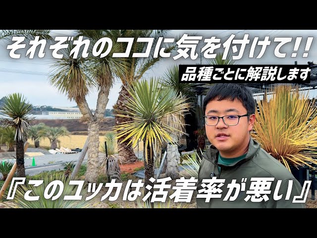 Yucca] We will tell you about the characteristics of each variety