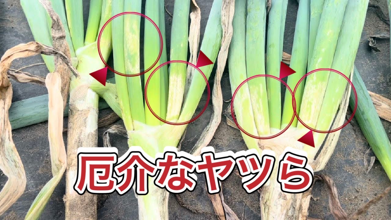 Yellow spot disease] A troublesome disease that reduces the size