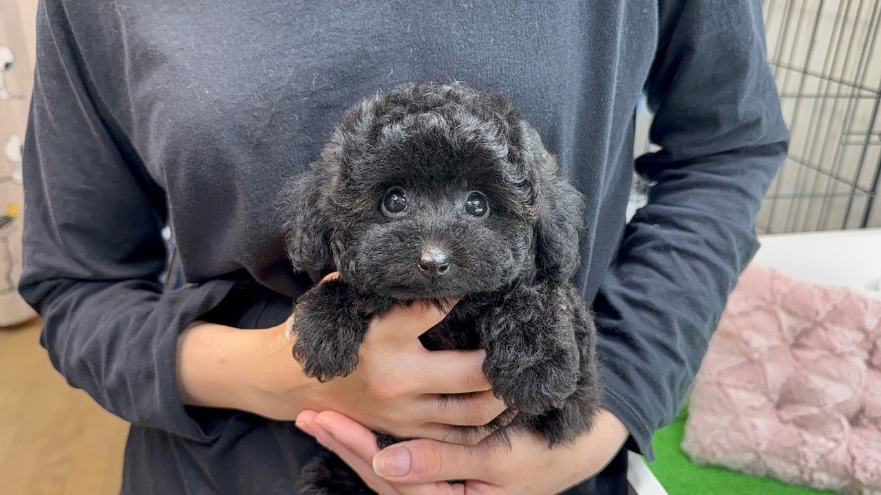 ⭐️タイニーサイズプードル・2025年12月12日生まれ・ブラック・女の子