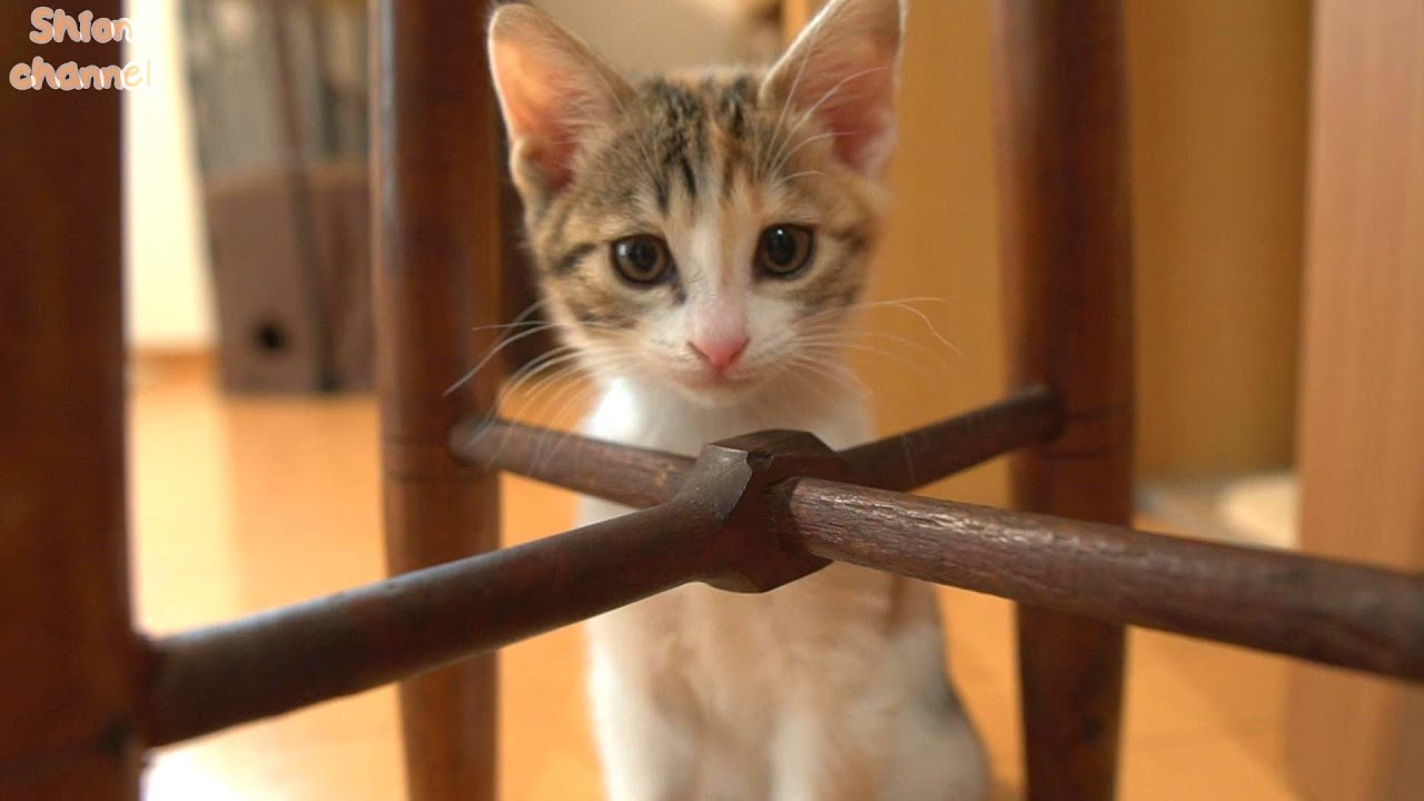 生後54日】トラブル連発💦朝から暴走する子猫たちをご覧ください - YouTube