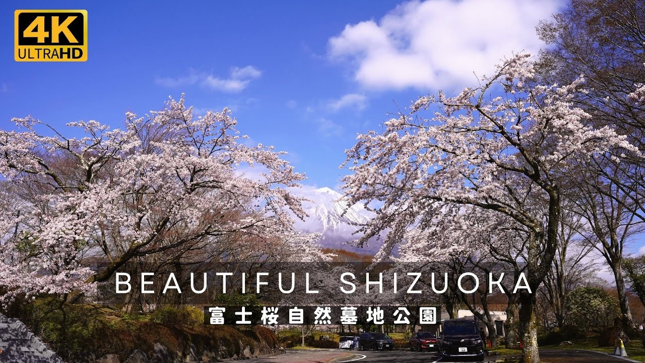 4K) 富士山 x 桜 (富士桜自然墓地公園) Mt.Fuji x Cherry Blossoms