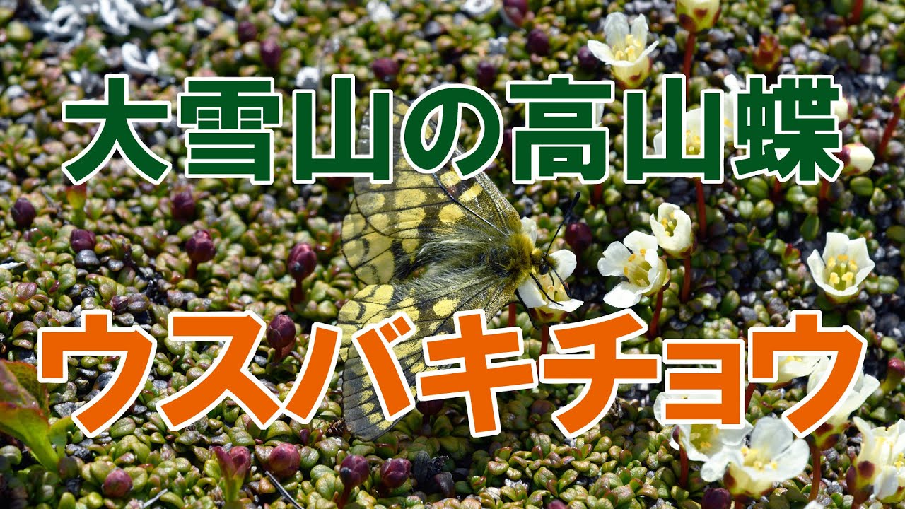 規制前採集品 ウスバキチョウ北海道大雪山 規制前採集品 ウスバ