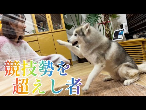 天才的な練度の高速お手おかわりを披露しその名声を世界に轟かす