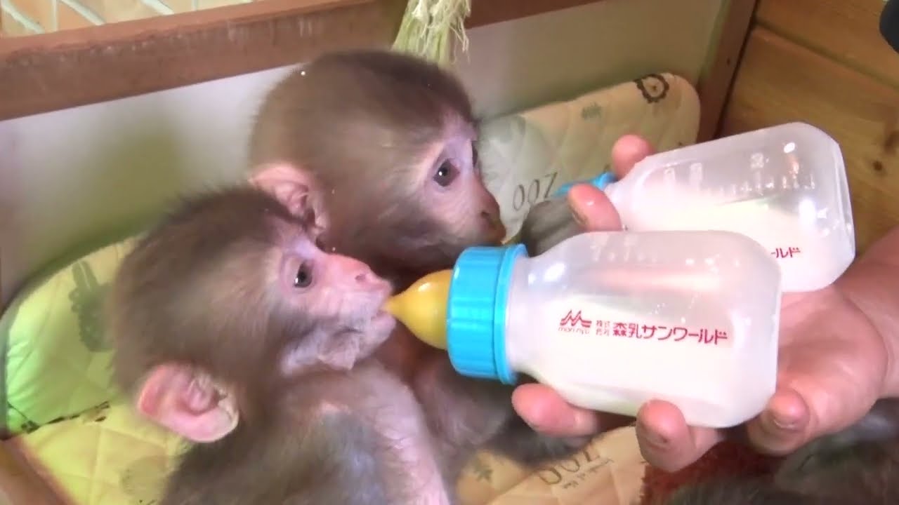 メッチャ可愛い赤ちゃん猿たち！初お披露目！夏休みは日光さる軍団へ