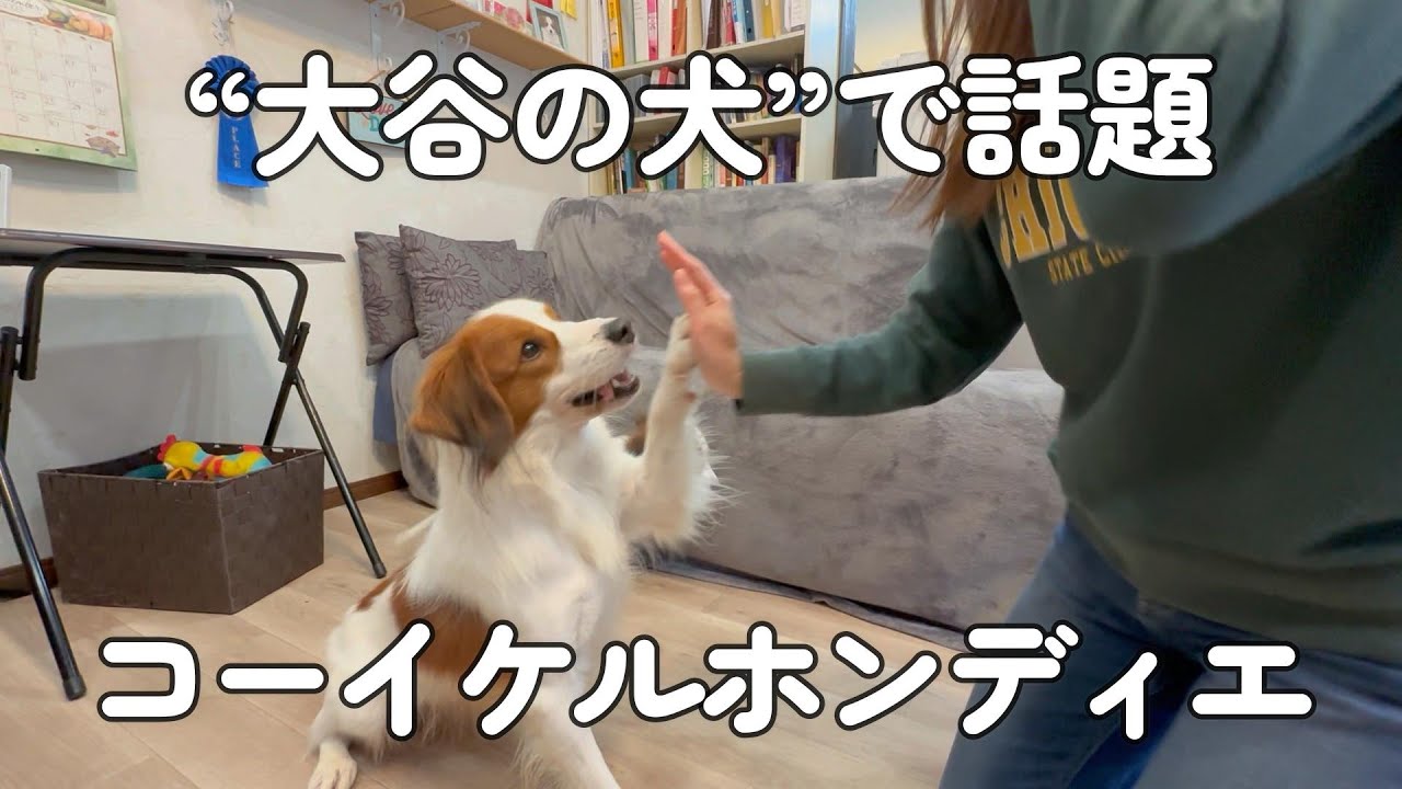 MVP受賞の瞬間にハイタッチ！ 〝大谷翔平の犬〟と同じ犬種コー