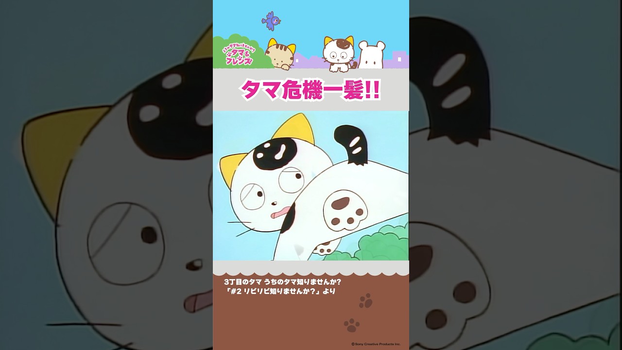 タマ＆フレンズ うちのタマ知りませんか？