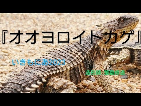 オオヨロイトカゲ』いきもにあ 2023のイベント 開封動画 - YouTube