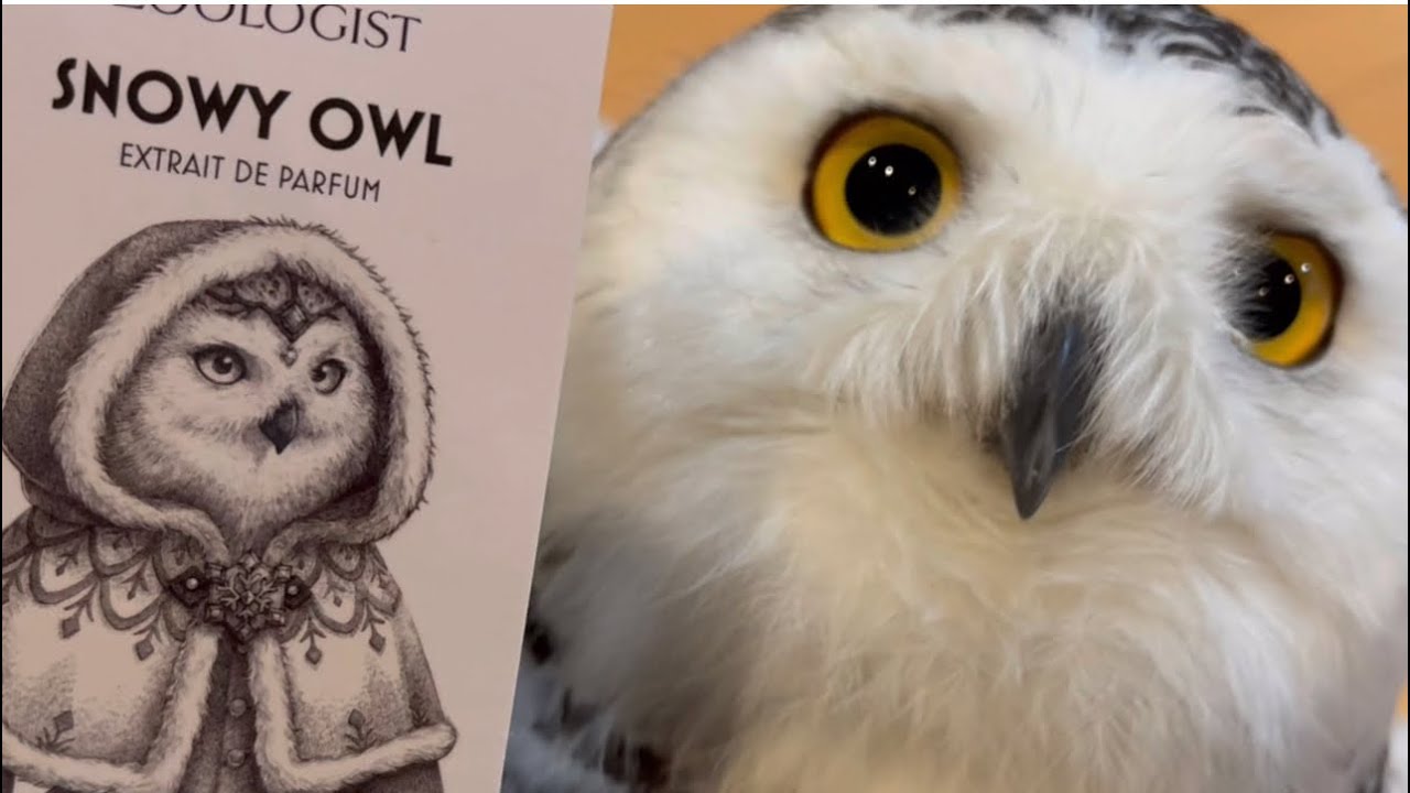 91 SNOWY OWL fragrance ZOOLOGIST シロフクロウという名の香水