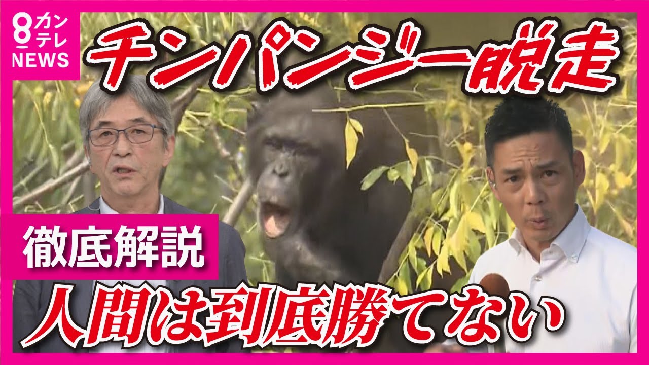 Escape of chimpanzee 