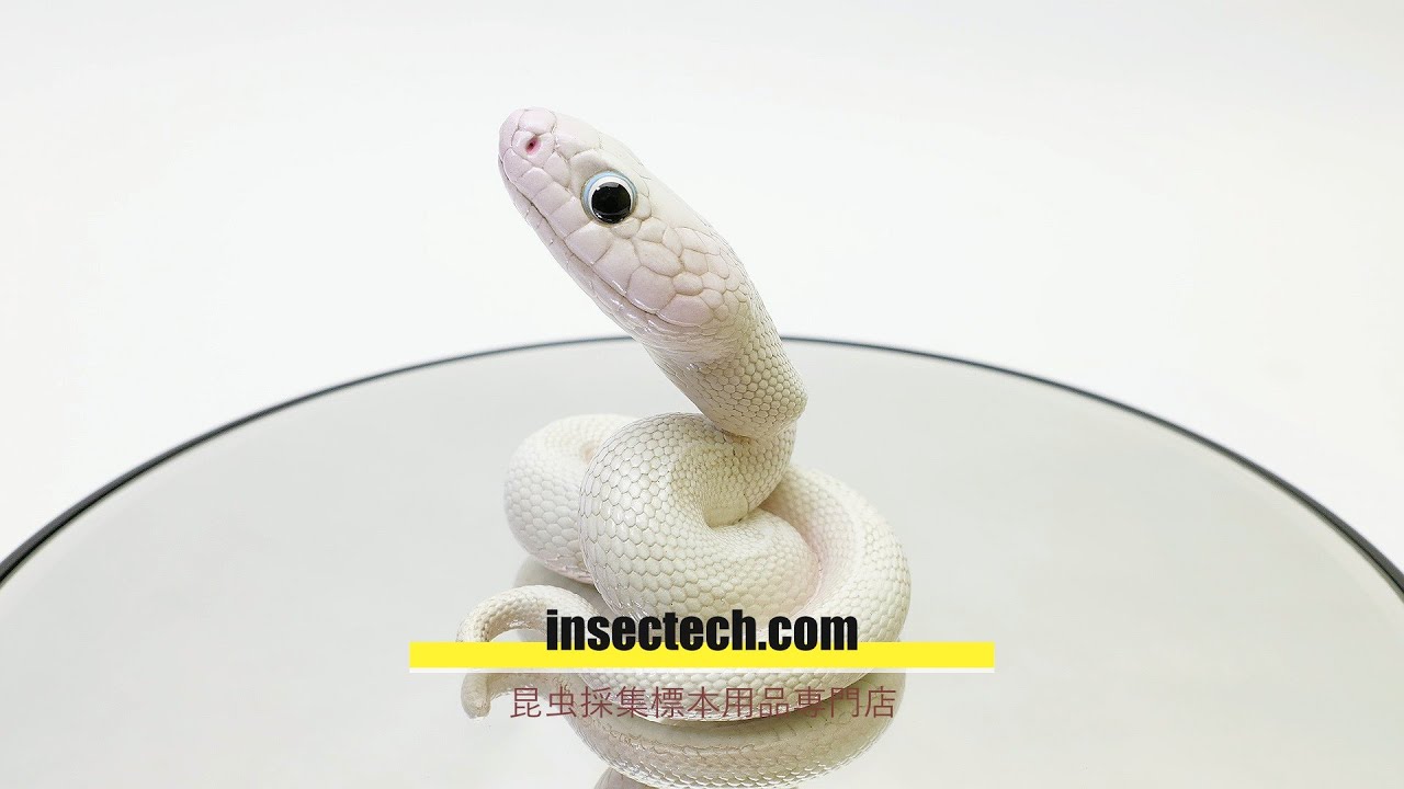動物の惑星】「シークレット」シロクチニシキヘビ Leiopython