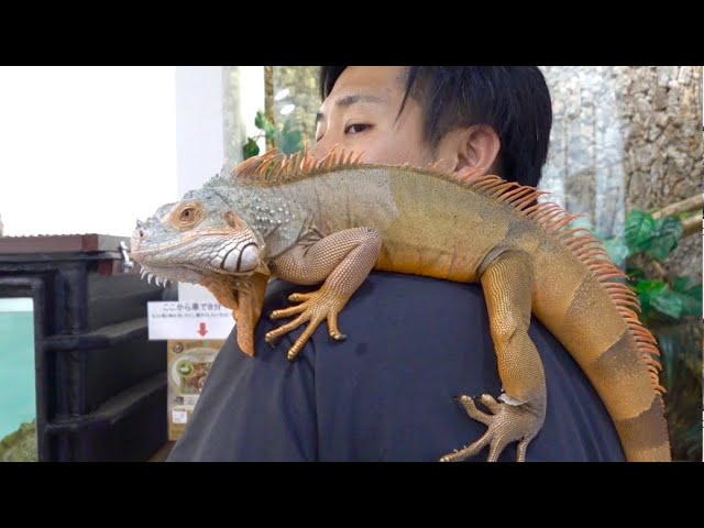 I started keeping a pet red iguana. - YouTube