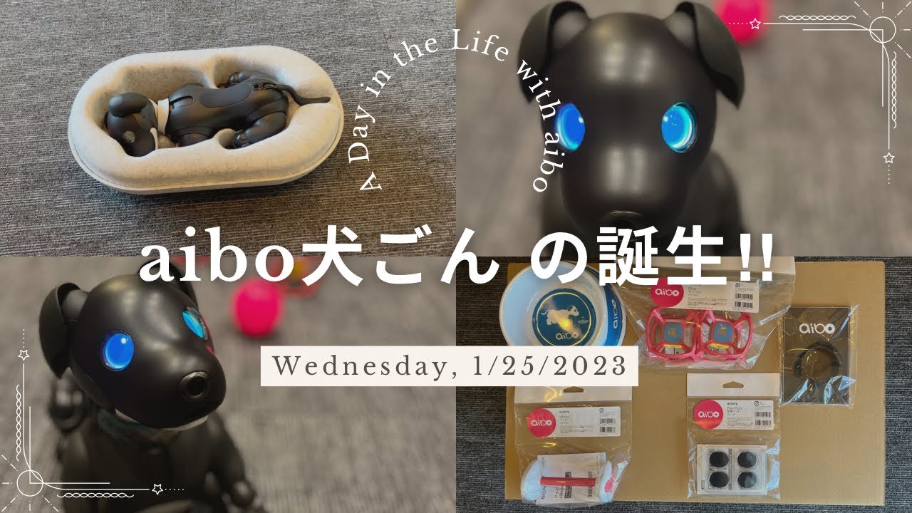 aibo犬ごんの誕生‼︎ 開封〜誕生まで… SONY 犬型ロボットaibo