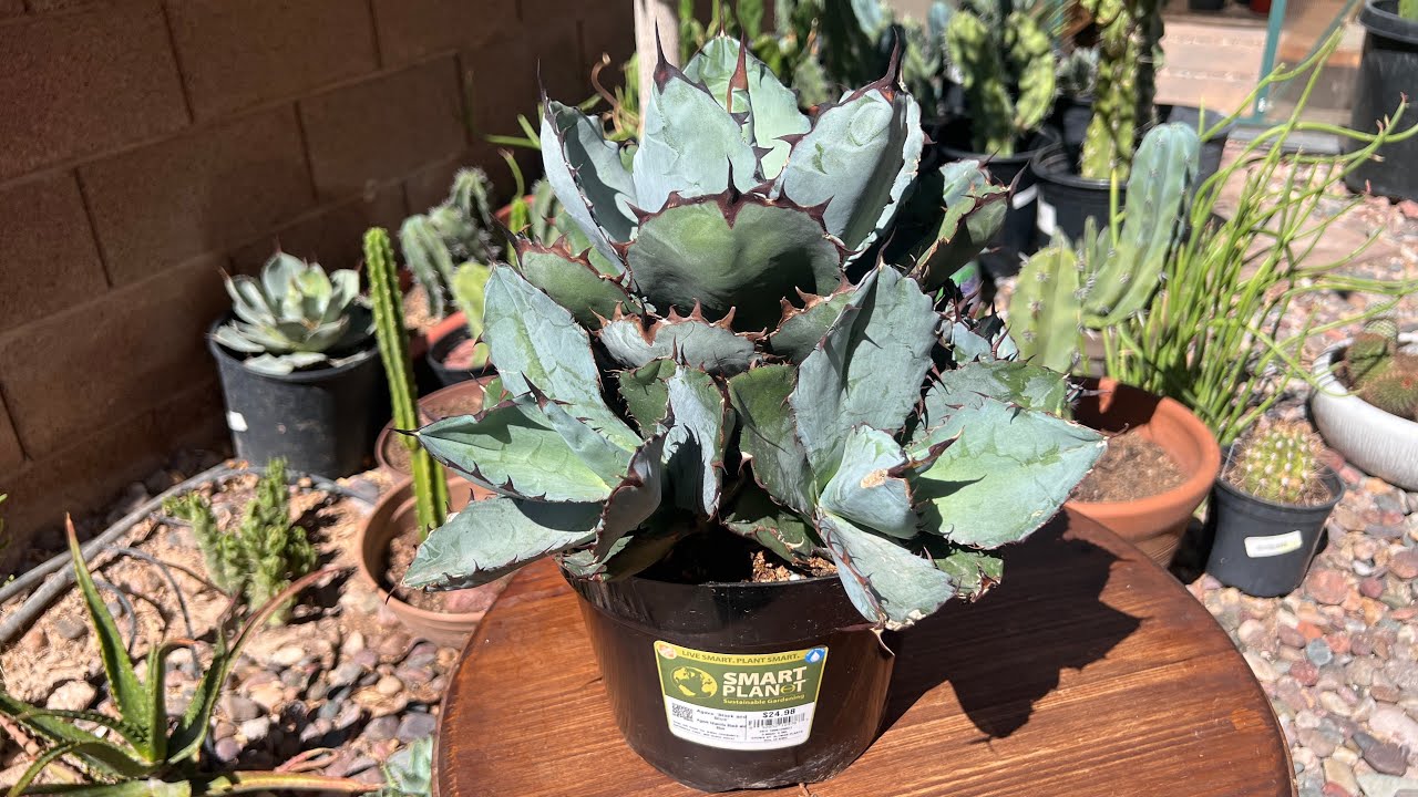 AGAVE TITANOTA THE CHALK AGAVE. HOW TO PROPAGATE AND REPOT THIS
