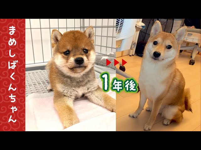 豆柴】 くんちゃんの1年間成長まとめ！大きくなりました - One Year