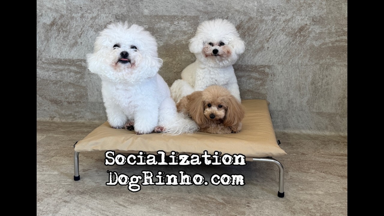 Dog daycare in Japan DogRinho 犬の保育園 20260301 - YouTube