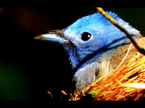 台湾探鳥日記】 クロエリヒタキ（黑枕藍鶲）。営巣期を迎えた青い鳥